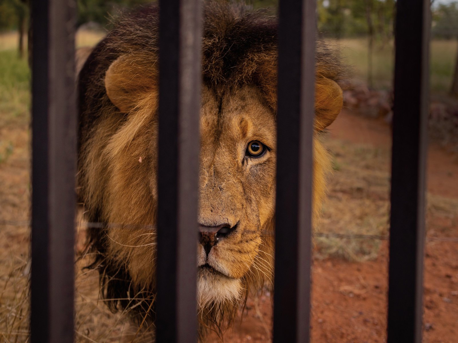 Is It Ethical to Hunt Captive Lions?
