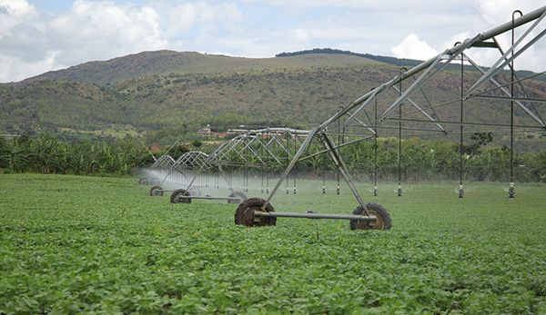 Botswana Secures $20.8 Million Fodder Investment to Reduce Feed Imports