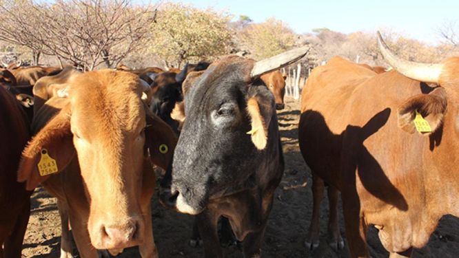 Botswana Steps Up Livestock Tracking Amid FMD Concerns